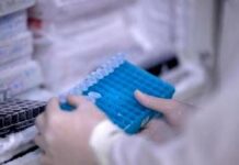 Scoperto il virus gigante Ushikuvirus, lo studio: “Può darci indizi su origine della vita”