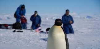 Veterinari italiani in Antartide a caccia dell’influenza aviaria tra le colonie di pinguini