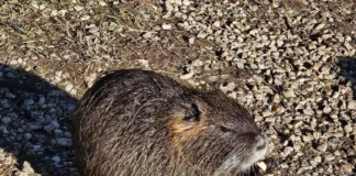 Nutrie Veneto, la Regione stanzia fondi per l’eradicazione: 500.000 euro per il 2025 nutrie vicenza veneto