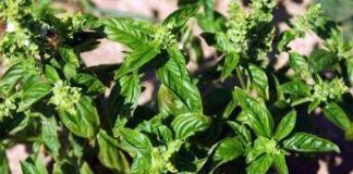 Bucci: “Ho piantato il basilico in Minnesota, sa di menta”