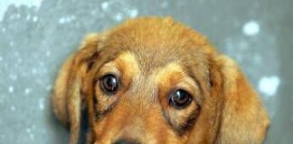 Cani ed emozioni, spesso le fraintendiamo: ecco perché