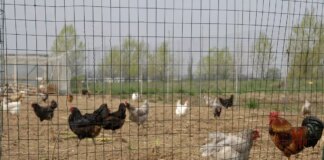 Carenza di uova per l’aviaria, gli Stati Uniti si rivolgono al Veneto