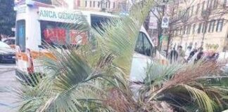 Genova, donna muore schiacciata da una palma