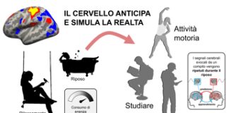 Il cervello non è mai davvero spento, ecco cosa succede quando è in relax