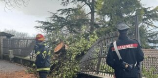 Maltempo Roma, albero cade a Rocca di Papa: niente feriti ma danni a auto