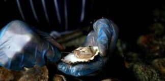 Medico-nutrizionista, ‘ostriche buona fonte nutrienti ma non indispensabili’