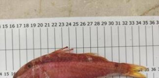 Nuovo pesce alieno nei mari italiani, la triglia tropicale del Mar Rosso