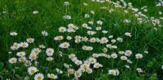 Oggi inizia la primavera, perché l’equinozio nel 2025 cade il 20 marzo