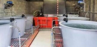 Premiato progetto per ripopolamento delle alborelle di Cap-Alfa Varese