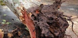 Roma, albero cade su auto in via Aurelia: traffico in tilt, strada chiusa e poi riaperta