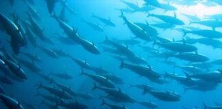 Sostenibilità, Findus: il 100% dei prodotti ittici certificato Msc e Asc