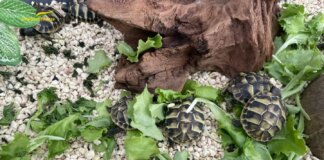 Isernia, sequestrate 11 tartarughe “Testudo Hermanni”