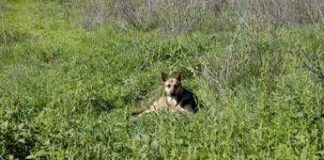 Trapani, donna muore azzannata al volto dal suo cane a Petrosino