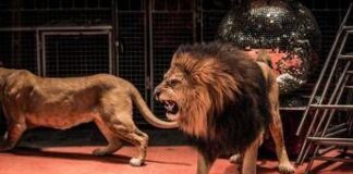 Via tigri, leoni e elefanti dal circo: la proposta di legge M5S
