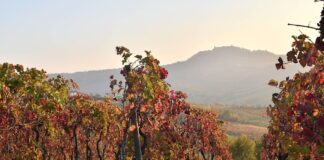 Vino, approvata la modifica del disciplinare della DOP “Roma”