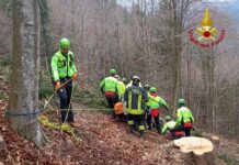 Enego, è grave boscaiolo ferito dall’abete appena tagliato. Soccorso con l’eliambulanza. enego boscaiolo ferito