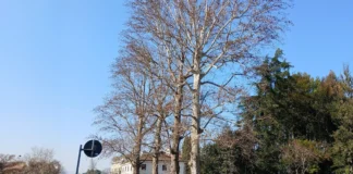 Platani centenari Vicenza, rinviato intervento di controllo di Amcps in viale X Giugno platani centenari vicenza
