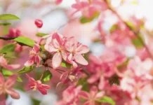 Montecchio Maggiore, Festa di primavera con iniziativa Andos Ovest Vicentino festa di primavera