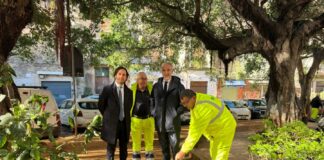 Rimossa carcassa animale a Palermo, Ferrandelli “Serve un cimitero”