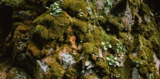 Un nuovo studio con i muschi, “Terra dei Fuochi è anche nelle piante”