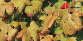 Agricoltura, Ismea: nel 2024 valori assicurati per 9,6 mld, comparto vitivinicolo al top