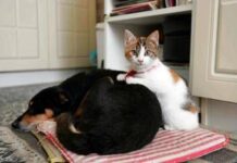 Botti e fuochi d’artificio, come proteggere cani e gatti da stress e rischi