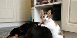 Botti e fuochi d’artificio, come proteggere cani e gatti da stress e rischi