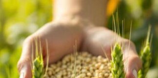 Cina coltiva la prima generazione di “orzo d’altura spaziale”