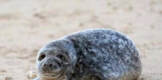 Dazi di Trump contro isole Heard e McDonald ma sono disabitate