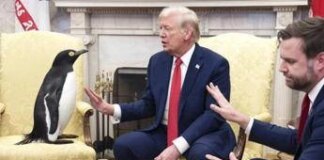 Dazi, perchè Trump tassa foche e pinguini? La versione Usa