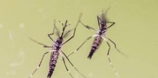 Estate, anche in viaggio le zanzare fanno paura, boom richieste su West Nile e Dengue