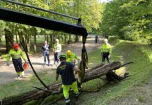 pianta astichello a Parco querini