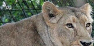 Kenya, 14enne uccisa dall’attacco di una leonessa