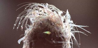 “End of the World”, esce il 4 aprile il nuovo singolo di Miley Cyrus