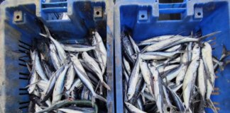 La Regione Sardegna investe 3 milioni in nuovi bandi per una pesca più sostenibile