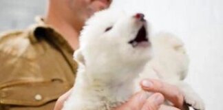 “Ricreato un lupo estinto da 10mila anni”, l’annuncio choc e il video