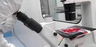 Tumori, in 5 anni di Car-T curati 1.800 italiani: “Il viaggio continua destinazione futuro”