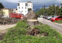 Schio, erano malate le radici dell’albero caduto nel parcheggio di Via Milano: abbattuti anche gli altri per sicurezza Schio alberi abbattuti in via Milano