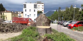 Schio, erano malate le radici dell’albero caduto nel parcheggio di Via Milano: abbattuti anche gli altri per sicurezza Schio alberi abbattuti in via Milano