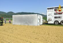 Mossano, si rovescia camion con rimorchio carico di bovini. Nessun ferito, animali trasferiti su un altro mezzo mossano si rovescia camion carico di bovini