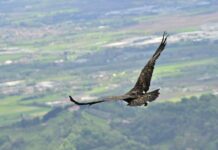 L’aquila ferita torna a volare. Una storia a lieto fine grazie alla Polizia Provinciale di Vicenza e al Centro Recupero Rapaci di Fimon l'aquila ferita torna a volare