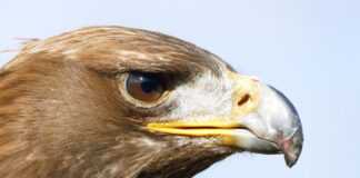 Aquila reale liberata a San Nazario: un sospiro di sollievo, ma la Lipu lancia l’allarme: avvelenamento da piombo aquila reale san nazario