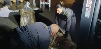 Sequestro della Guardia di Finanza di una tonnellata di stoccafisso non tracciato a Jesolo Sequestro stoccafisso Jesolo