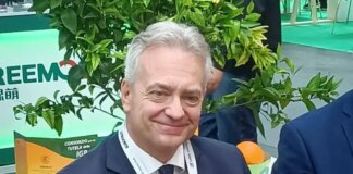 Campagna vitivinicola in Calabria, avviso per gli investimenti in ambito OCM Vino