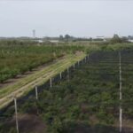 Caserta, frodi in finanziamenti Ue. 12 arresti e sequestri per 9,5 mln