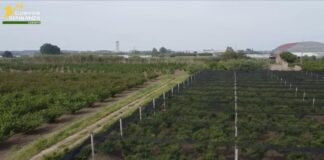 Caserta, frodi in finanziamenti Ue. 12 arresti e sequestri per 9,5 mln