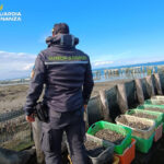 La Guardia di Finanza di Chioggia sequestra oltre 3200 kg di vongole veraci prive di tracciabilità guardia di finanza di chioggia sequestra volgole veraci