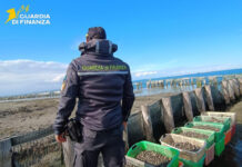 La Guardia di Finanza di Chioggia sequestra oltre 3200 kg di vongole veraci prive di tracciabilità guardia di finanza di chioggia sequestra volgole veraci