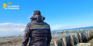 La Guardia di Finanza di Chioggia sequestra oltre 3200 kg di vongole veraci prive di tracciabilità guardia di finanza di chioggia sequestra volgole veraci
