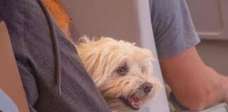 Animali in cabina sugli aerei, ‘preoccupazione’ da Federasma e allergie